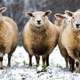 Illustration for article titled Instead of eating baby lambs, why not try the full-grown sheep?